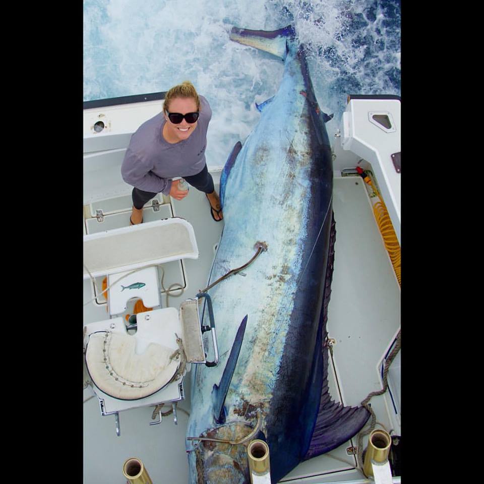 Angler Reels In World Record Breaking Pound Blue Marlin Photos