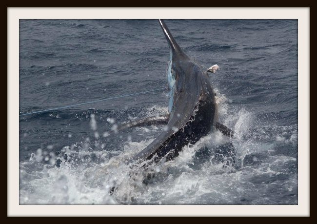 14732194_1193829673102_3693589429053152256_n