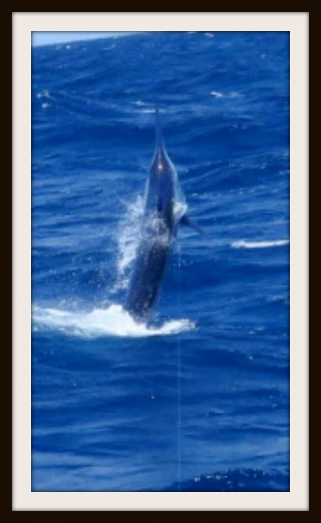 15056324_146599413877_425341569660007490_n