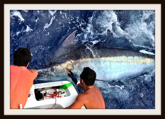 15171162_15381439532925_620863455687327209_n