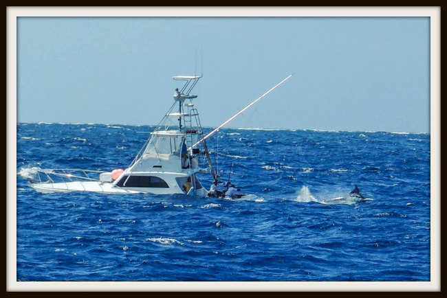 Black Marlin Great Barrier Reef, Australia – GranderWatch