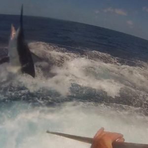 10748721_10204091961633765_204574784_n