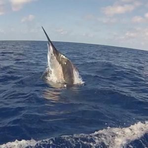 10799498_10204091559743718_39832829_n