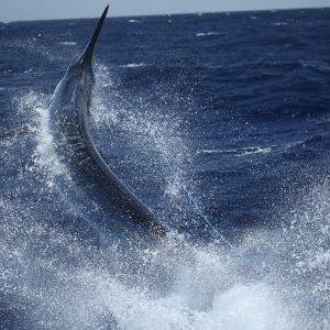 11984449_1054292497924046_1845874036_o