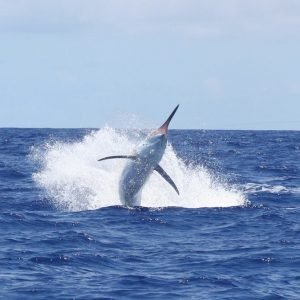 12088245_1060120714027485_2557976547689024251_n