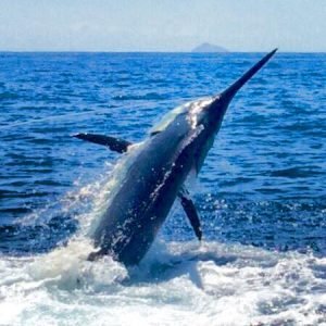 12195794_499207136923789_2918168030577522368_n