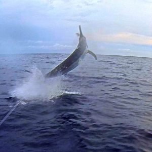 12219499_1061024553937101_55467537640505557_n