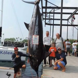 1309 hawaii blue marlin northern light huge giant world record 1300 1400 1500 lb lbs pound pounds kg